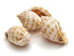 Schelp Cassis Bandatum ±8cm 5pcs, Hobby en Vrije tijd, Knutselen, Ophalen of Verzenden, Nieuw
