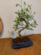 Chinese peper bonsai (Zanthoxylum) - Hoogte (boom): 34 cm -