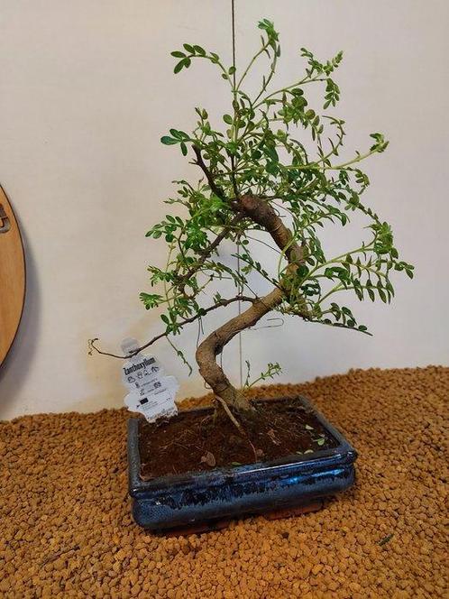 Chinese peper bonsai (Zanthoxylum) - Hoogte (boom): 34 cm -, Antiek en Kunst, Curiosa en Brocante