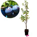 pruimenboom Prunus domestica Valor + Pot 23cm, Volle zon, Verzenden