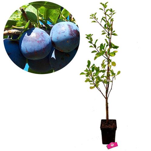 pruimenboom Prunus domestica Valor + Pot 23cm, Tuin en Terras, Planten | Fruitbomen, Volle zon, Verzenden