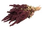 Amaranthus natural red  Kattenstaart, Ophalen of Verzenden, Nieuw