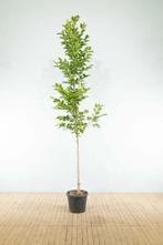 Magnolia x loebneri Merrill hoogstam, Tuin en Terras, Planten | Tuinplanten