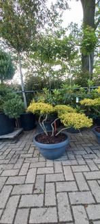 Ilex Crenata Golden Gem bonsai Japanse hulst in Sierpot, Nieuw, Ophalen