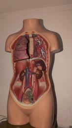 Anatomisch model - somso plastic - 1950-1960 - Small Torso