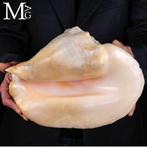 De Reus van de Braziliaanse Tropen - Rare Lobatus Goliath