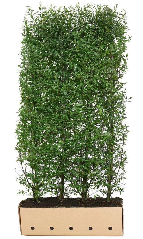 Ligustrum vulgare atrovirens 200 cm, Tuin en Terras, Planten | Struiken en Hagen, Verzenden