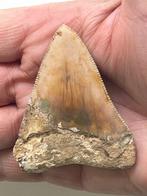 Megalodon tand 6,8 cm - Fossiele tand - Carcharocles, Antiek en Kunst