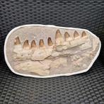 Fossil mosasaur jaw - Gefossiliseerde kaak - Mosasaurus