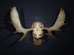 Very Large Northern Elk/Moose Schedel - Alces alces - 45 cm, Nieuw