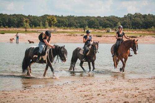 Ponykamp/jongerenkamp met eigen pony of paard, Dieren en Toebehoren, Paarden en Pony's | Verzorgingsproducten, Nieuw