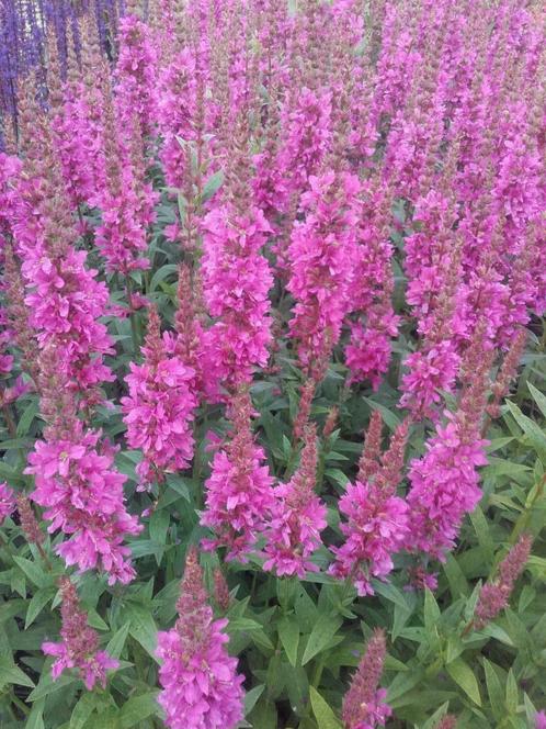 Lythrum salicaria Robert / Robin  kattenstaart, Tuin en Terras, Planten | Tuinplanten, Vaste plant, Volle zon, Zomer, Ophalen of Verzenden