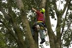 Beveiligd klimmend boom kappen - boom verzorging en rooien, Tuinonderhoud of Snoeiwerk