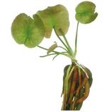 Aquafleur Nymphoides Aquatica | Banenenplant | Knolplant, Nieuw, Ophalen of Verzenden