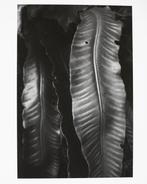 Anna Khavro - Abstract - Archival pigment print (Nature,