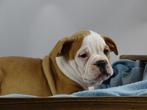 Old English Bulldog pups! t Gezonde type. Mogen direct mee, Parvo, Nederland, 8 tot 15 weken, Bulldog