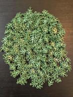 Lego - Speelgoed New Plant Leaves 4 x 3 Sand Green 350pcs, Kinderen en Baby's, Speelgoed | Duplo en Lego, Nieuw