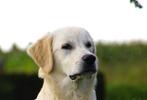 Lieve Golden Retriever pups uit goede stamboomlijn