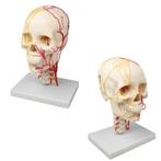 Anatomie model schedel met CWK, neurovasculair, Nieuw, Verzenden