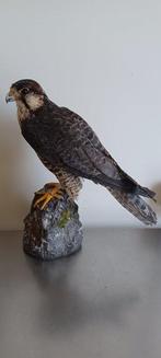 Lanner Valk - Taxidermie volledige montage - Falco biarmicus, Nieuw