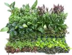 Mix pakket Achtergrond 12 stuks - 5cm pot - aquariumplan, Ophalen of Verzenden, Nieuw, Plant(en), Steen of Hout