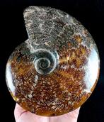 Ammoniet - Gefossiliseerd dier - Aioloceras (Cleoniceras)