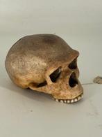 Homo Steinheimensis - Steinheim Schedel Schedel - Genus homo, Antiek en Kunst