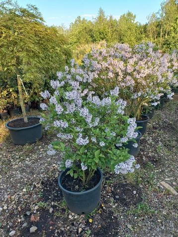 Sering Syringa