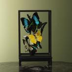 Vlinders in Vitrine Taxidermie Opgezette Dieren By Max, Verzamelen, Dierenverzamelingen, Ophalen of Verzenden, Nieuw, Insect, Opgezet dier