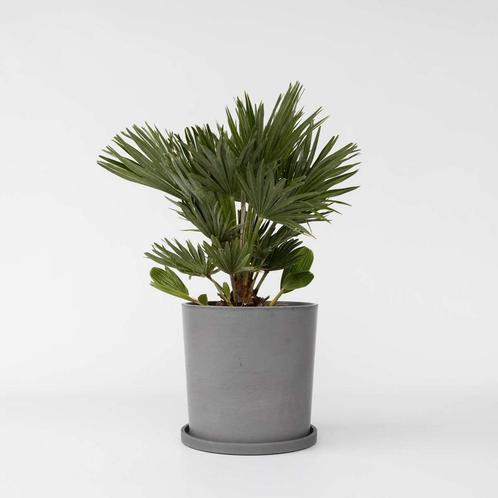 Chamaerops Vulcano - Winterharde Dwergpalm, Tuin en Terras, Planten | Tuinplanten, Verzenden