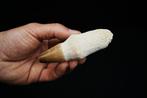 Mosasaurus - Fossiele tand - Prognathodon sp. - 10 cm