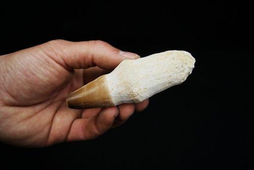 Mosasaurus - Fossiele tand - Prognathodon sp. - 10 cm, Verzamelen, Mineralen en Fossielen
