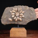 Exclusieve fossiele plaat - fossiele echinoïde -