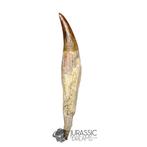 Top Huge 13,3 cm Basilosaurus (Walvis Voorouder) Ingeworteld