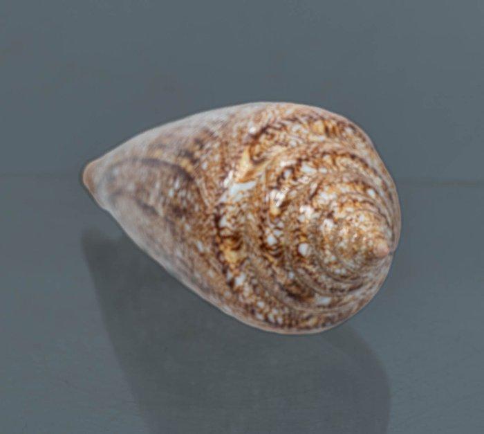 De heilige graal van de slak  F+++ Taxidermie wandmontage -, Verzamelen, Dierenverzamelingen