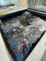 VITALFISH VIJVER WINKEL JAPANSE KOI, VIJVERVIS, ZONDAG OPEN, Nieuw