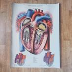 Rudolf Tupy - 5 x Anatomie Poster Rudolf Tupy - jaren 1950