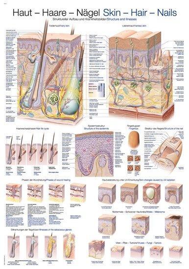 Anatomie poster huid, haar en nagels (papier, 50x70 cm), Sport en Fitness, Overige Sport en Fitness, Verzenden