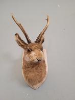 knert Taxidermie schoudermontage - Lepus europaeus - 30 cm -, Verzamelen, Dierenverzamelingen, Nieuw