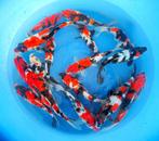 Hirasawa Marusei 28-35cm (Japanse Koi), Karper of Koi