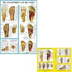 Anatomie poster voetskelet en voetspieren + ophangsysteem, Nieuw, Verzenden