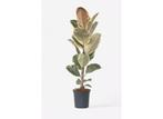 Ficus Elastica Tineke, Huis en Inrichting, Verzenden