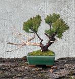 Jeneverbes bonsai (Juniperus) - Hoogte (boom): 17 cm -