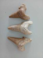 Haai - Fossiele tanden - Otodus obliquus (Zonder