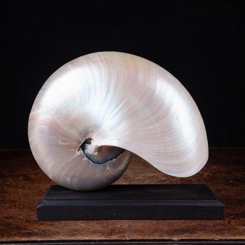Gekamerde Nautilus op aangepast voetstuk - Schelp -, Verzamelen, Dierenverzamelingen