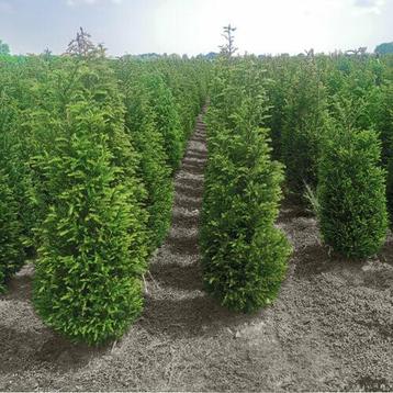 Taxus Baccata 100-120 cm beschikbaar voor biedingen