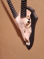 Gemsbok Trofee op Schild Taxidermie wandmontage - Oryx, Nieuw