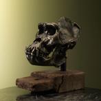Gorilla Schedel Replica Taxidermie Opgezette Dieren By Max, Ophalen of Verzenden, Nieuw, Wild dier, Opgezet dier