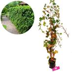 Klimop Hedera Hibernica + Pot 17cm, Tuin en Terras, Planten | Tuinplanten, Verzenden