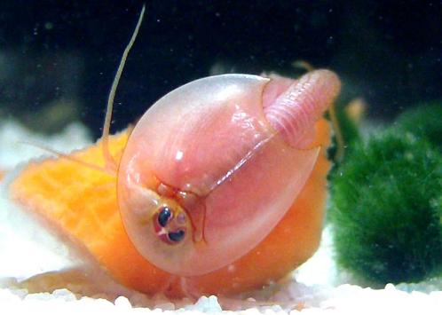 Triops Longicaudatus Albino eitjes capsule, Dieren en Toebehoren, Insecten en Spinnen